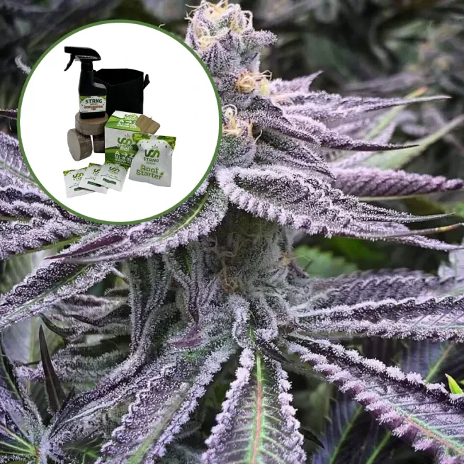 Purple Punch Auto High Yield Grow Kit