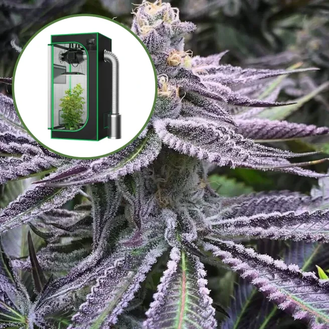 Purple Punch Auto Platinum Indoor Grow Bundle