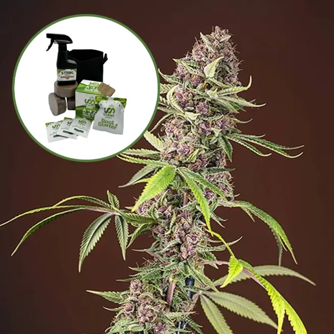 Red Mandarine Auto High Yield Grow Kit