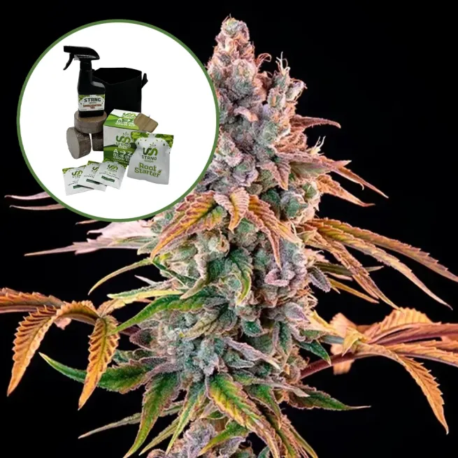 Royal with Cheese Auto High Yield Grow Kit