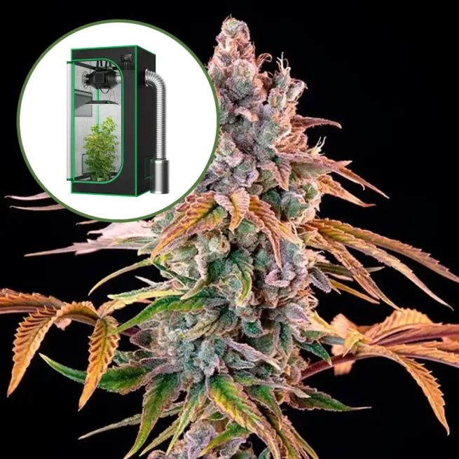 Royal with Cheese Auto Platinum Indoor Grow Bundle