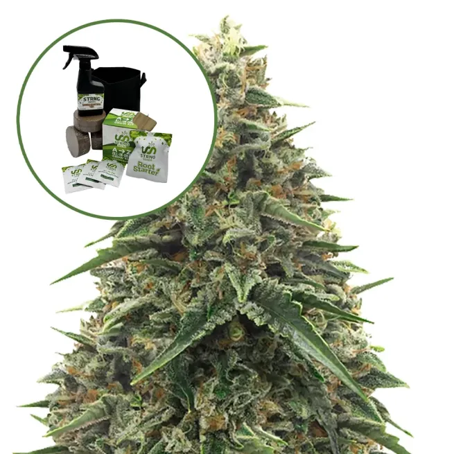 Shiatsu Kush Auto High Yield Grow Kit