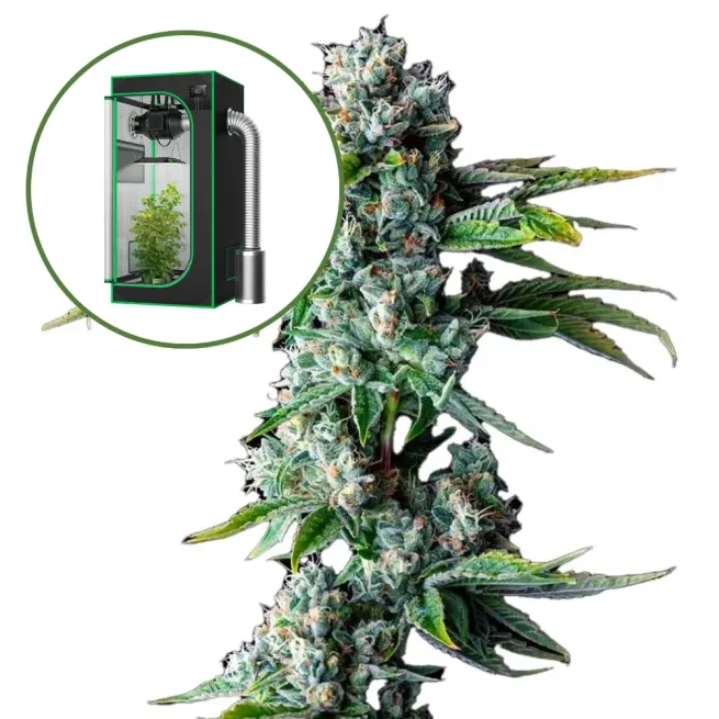 Skywalker OG Auto Platinum Indoor Grow Bundle