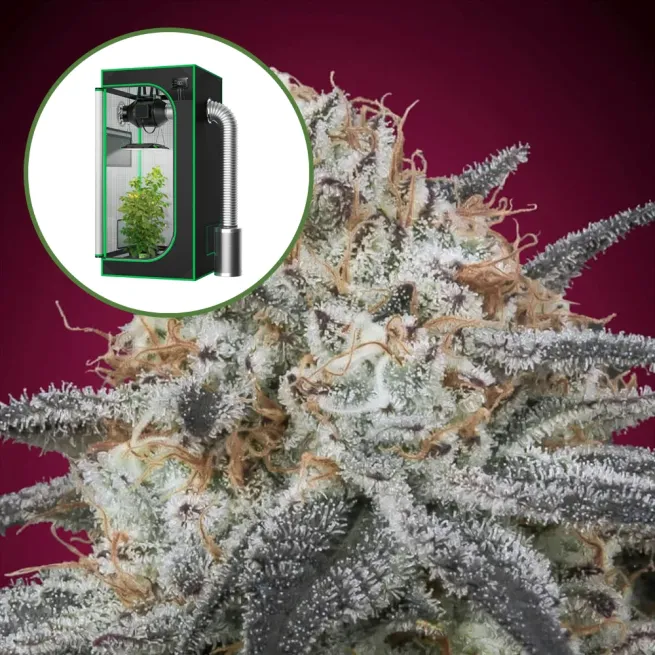Slurricane Auto Platinum Indoor Grow Bundle