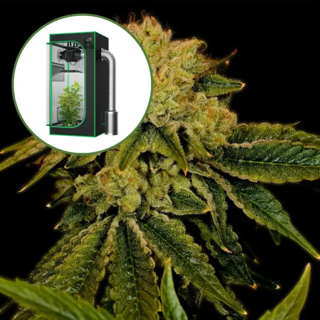 Space Cake Auto Platinum Indoor Grow Bundle