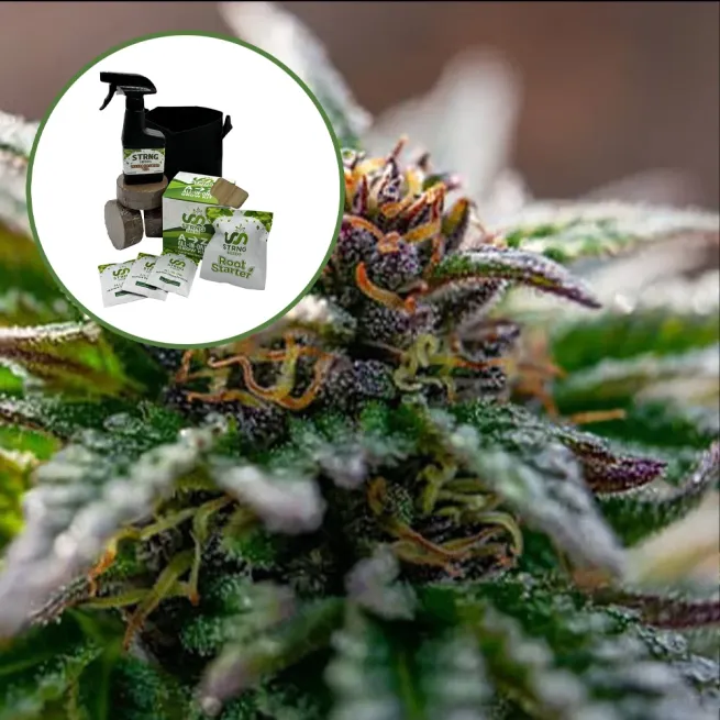 Strawberry Cough Auto High Yield Grow Kit