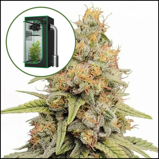 Strawberry Kush Auto Platinum Indoor Grow Bundle