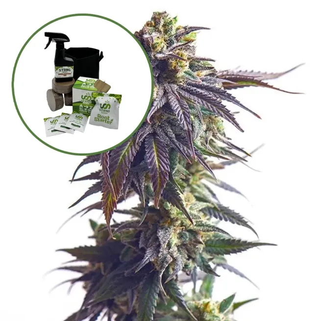 Sundae Driver Auto High Yield Grow Kit