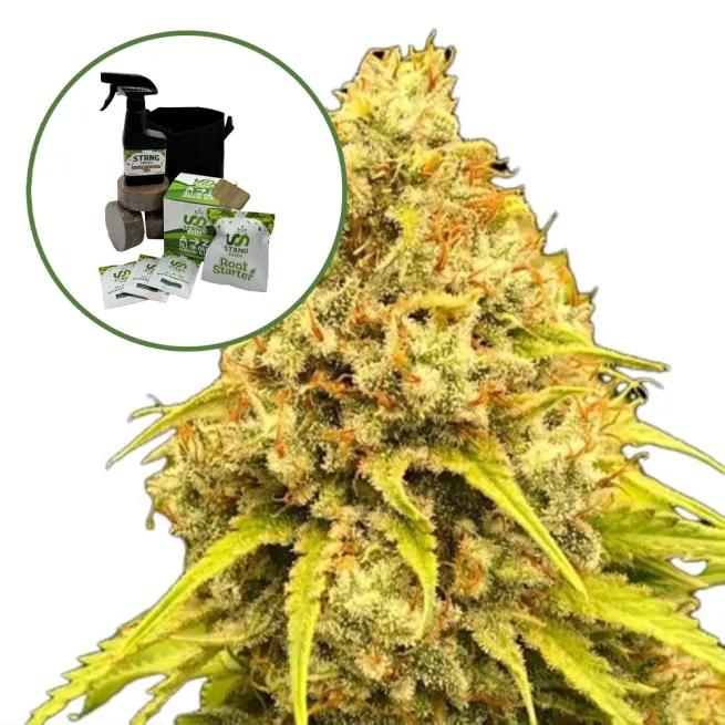 Super Lemon Haze (THCA) Auto High Yield Grow Kit