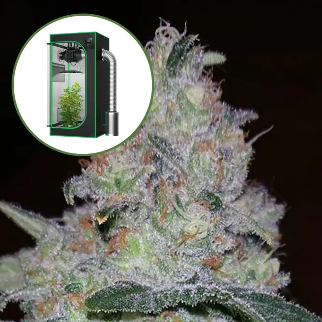 Supernova Auto Platinum Indoor Grow Bundle