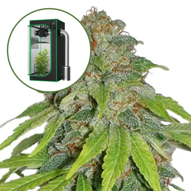 THCA Apple Jack Auto Platinum Indoor Grow Bundle