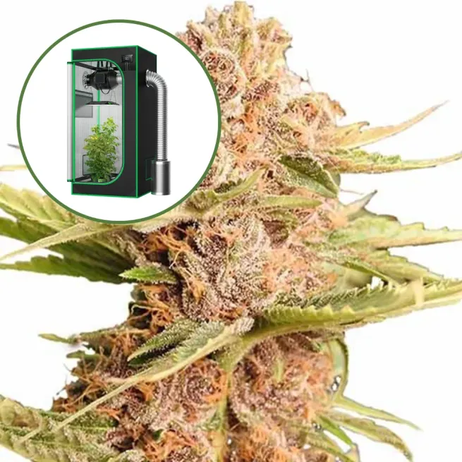 THCA Girl Scout Cookie Auto Platinum Indoor Grow Bundle
