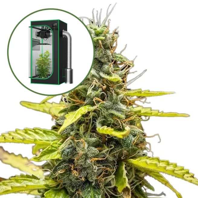 THCA Runtz Auto Platinum Indoor Grow Bundle