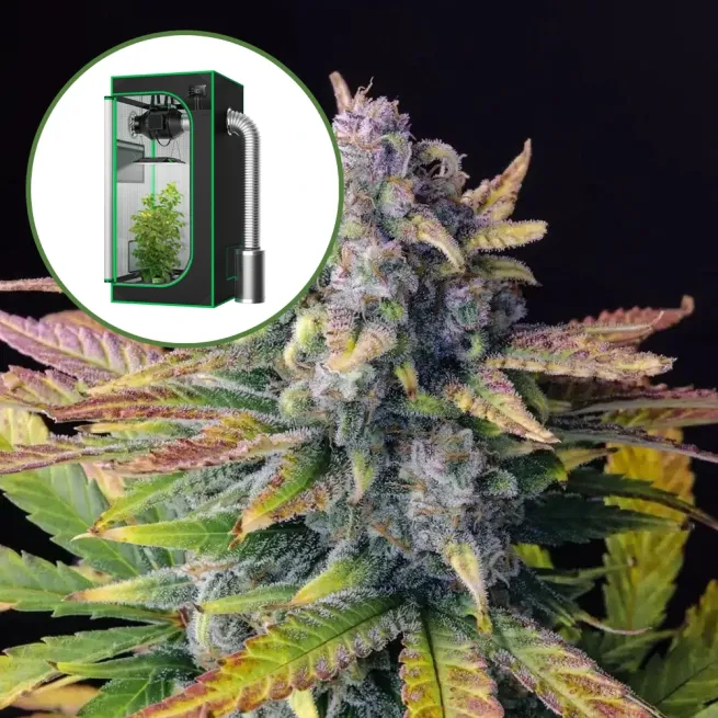 Tropicana Cookies Auto Platinum Indoor Grow Bundle