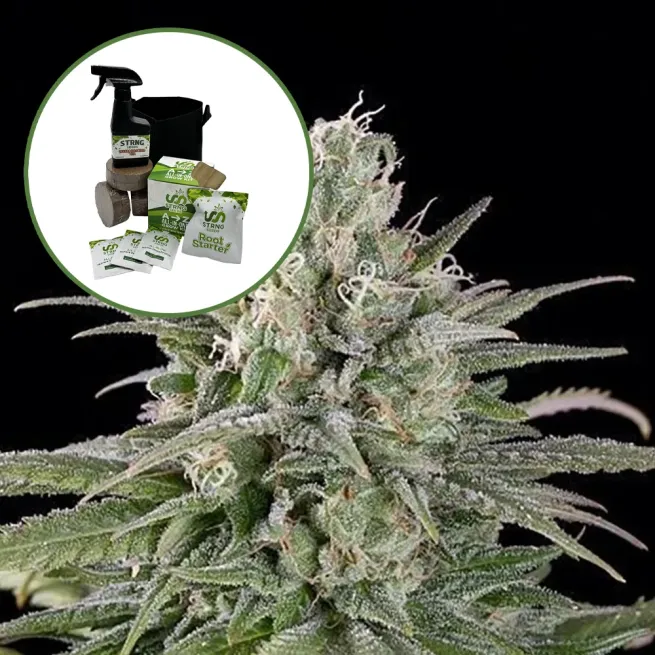 UK Cheese Auto High Yield Grow Kit