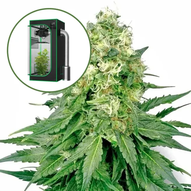 White Rhino Auto Platinum Indoor Grow Bundle