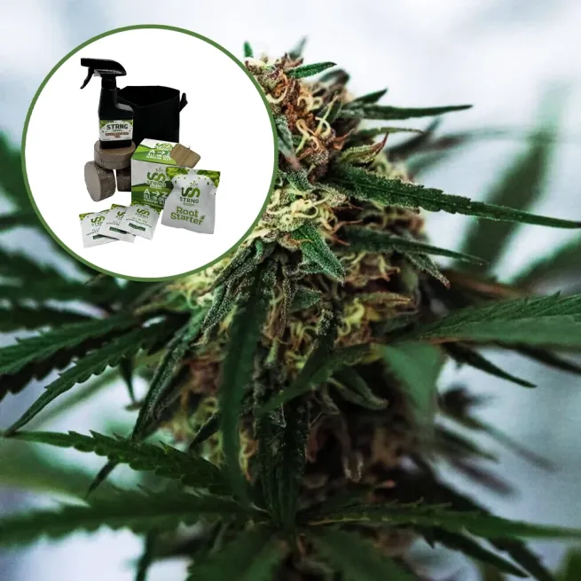 White Truffle Auto High Yield Grow Kit
