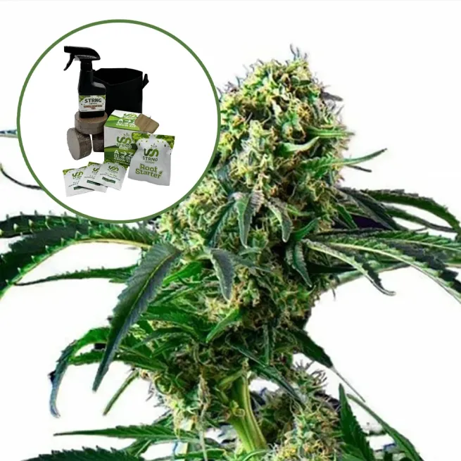 Wrecking Ball Auto High Yield Grow Kit