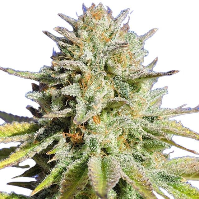 STRNG Seeds - Gorilla Glue