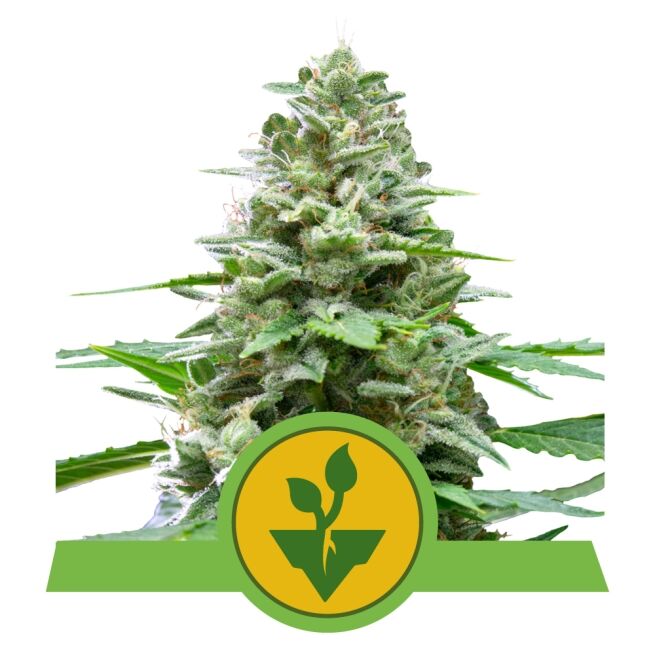 Easy Bud Auto