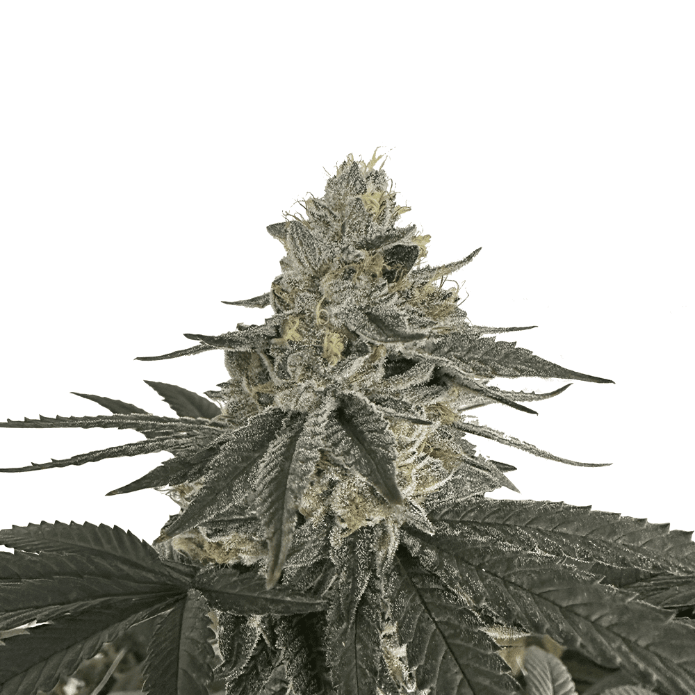 Willie Nelson Auto