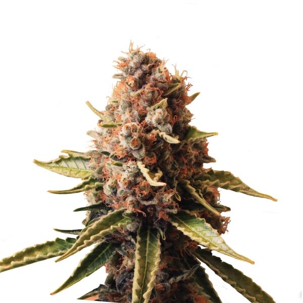 Euphoria - Image 3