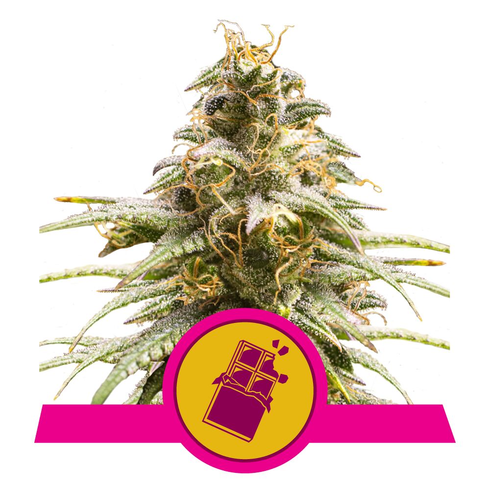 Сhocolate Haze