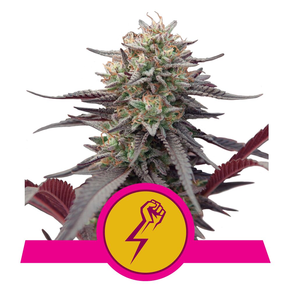 Green Crack Punch