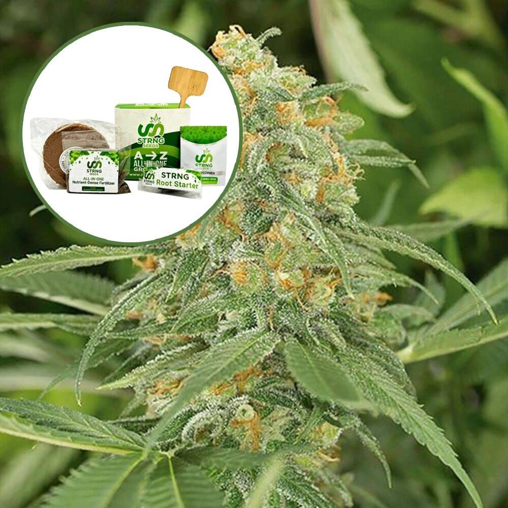 Green Crack (THCA) Strain Grow Kit