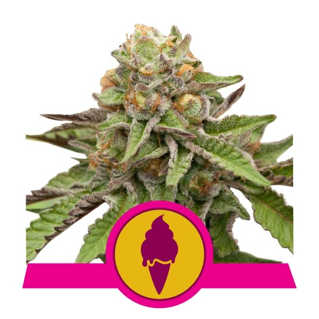 Green Gelato