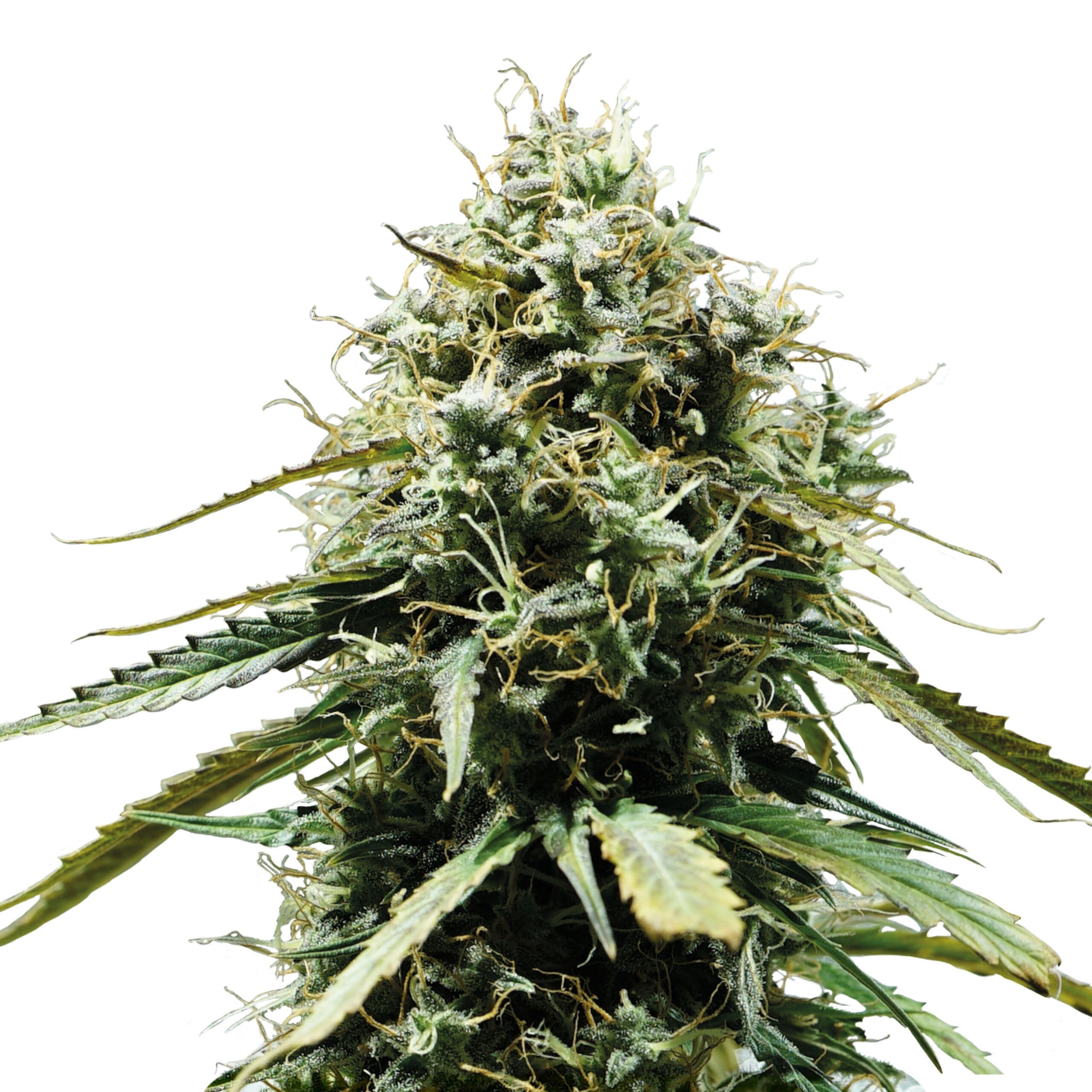 Haze Berry Auto - Image 3