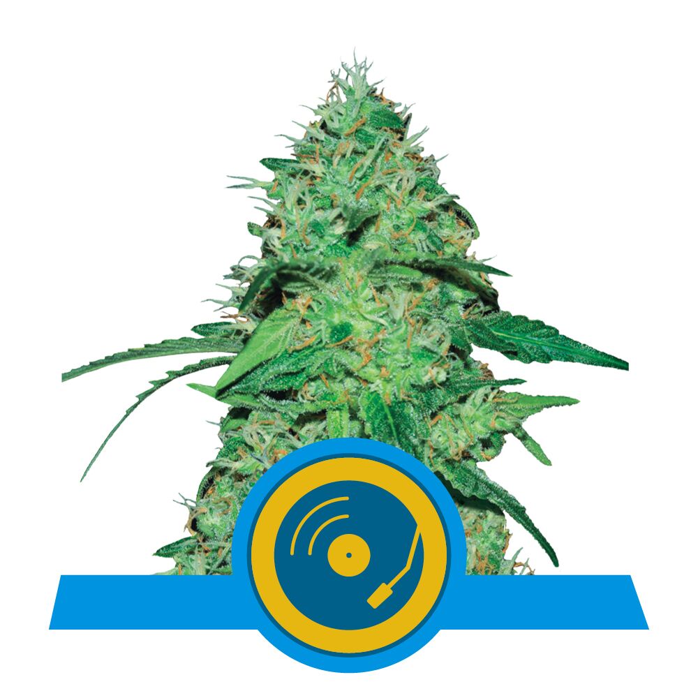 Joanne's CBD