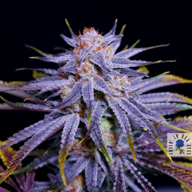 Lovin’ In Her Eyes – Blueberry Buzzana