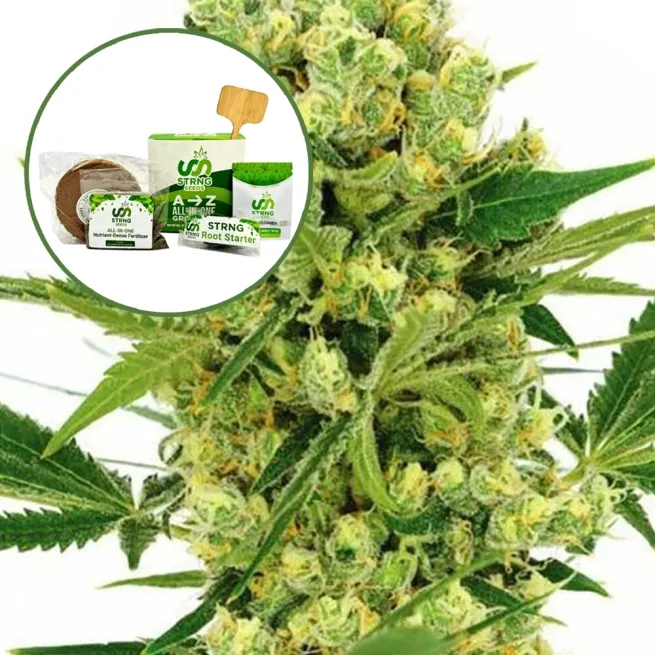 Maui Wowie Strain Grow Kit