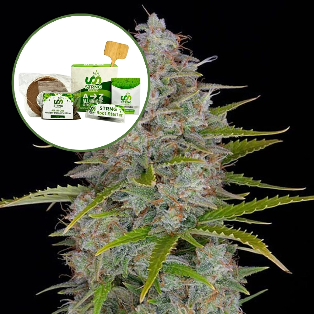 Orange Fuel Strain Grow Kit
