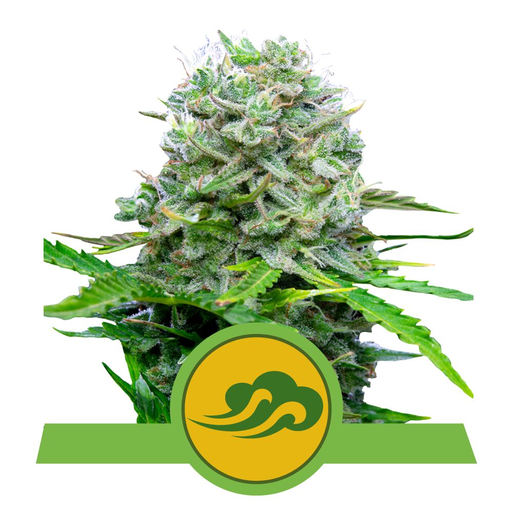 Royal Bluematic Auto