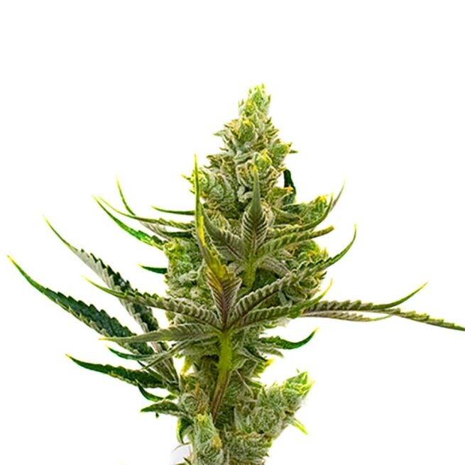 STRNG Seeds – 24K Gold