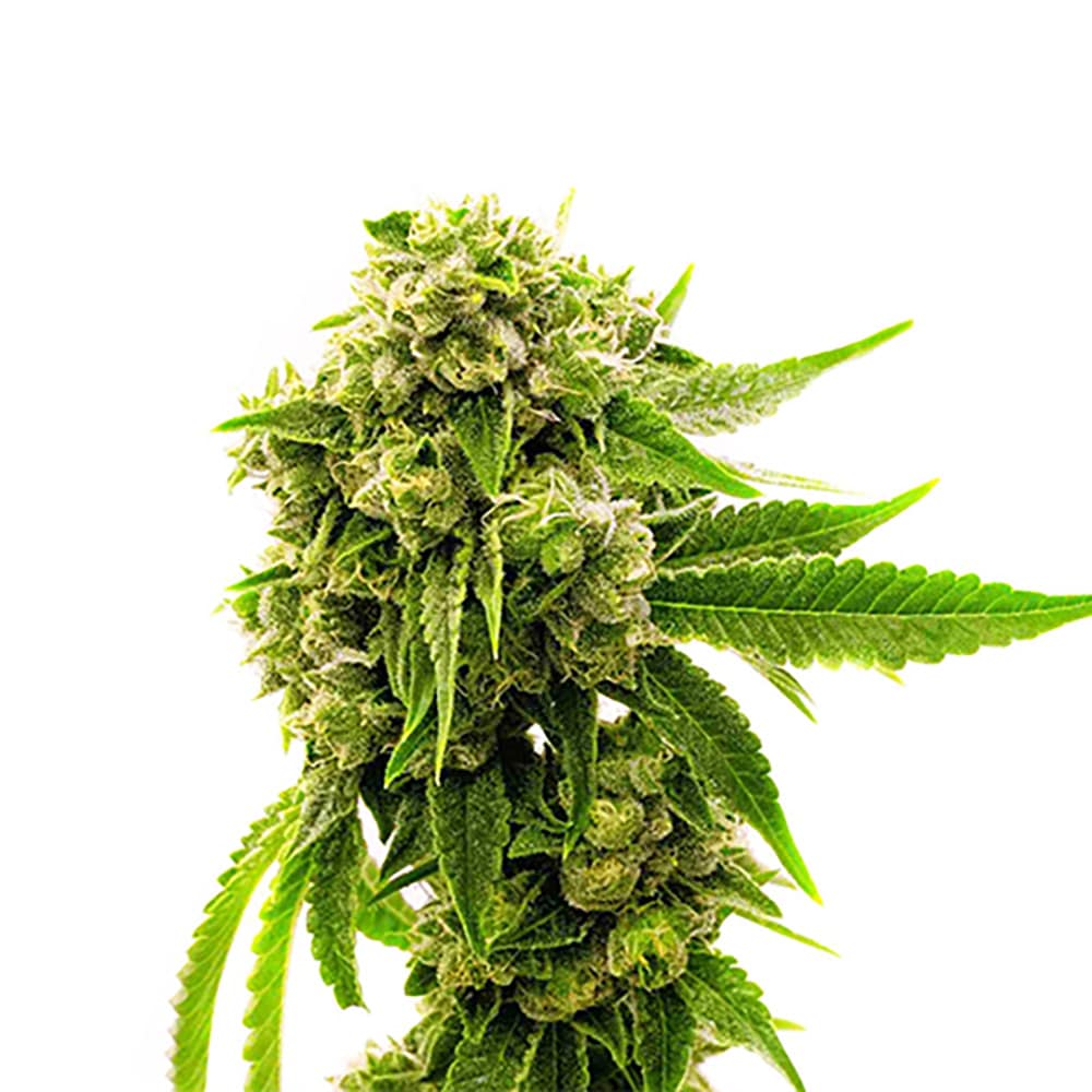 STRNG Seeds – Cheese