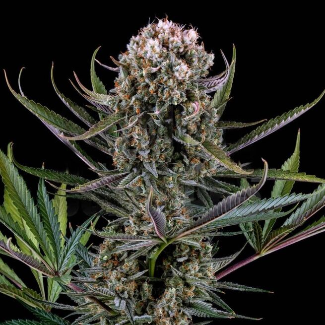 STRNG Seeds – Italian Ice