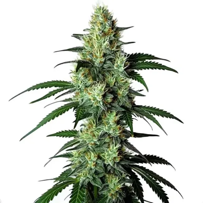 STRNG Seeds – King Louis