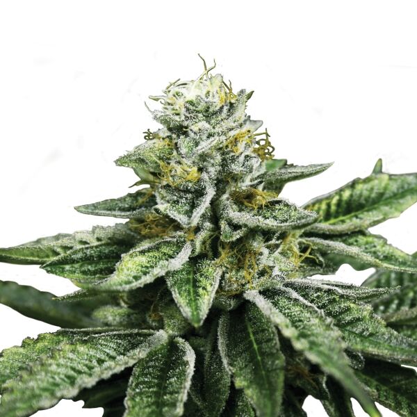 Sherbet Queen Plant