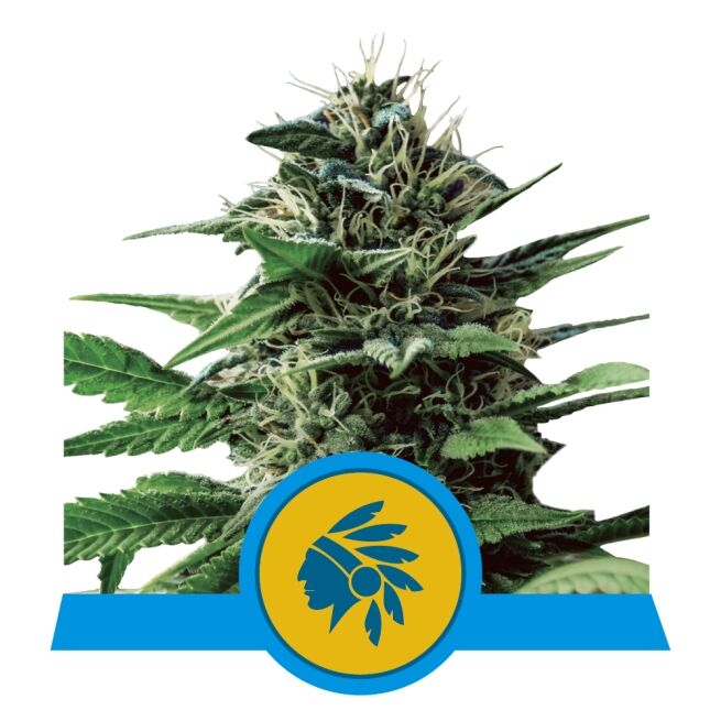 Tatanka Pure