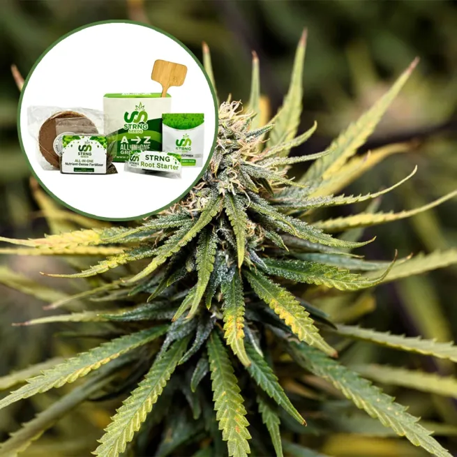 Animal Cookies Strain Grow Kit