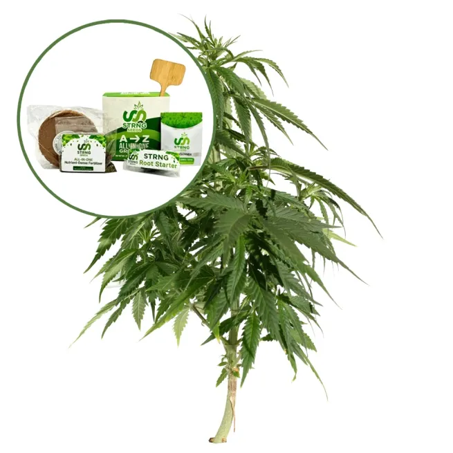 Blueberry Auto Strain Grow Kit