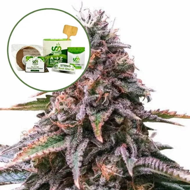 Cherry Pie Strain Grow Kit