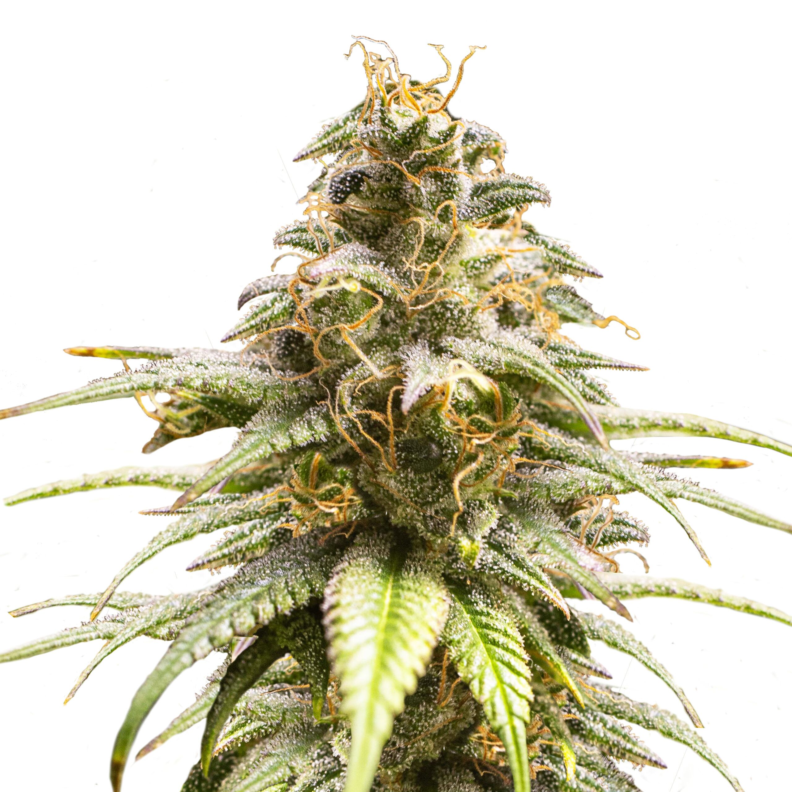 Chocolate Haze Plant