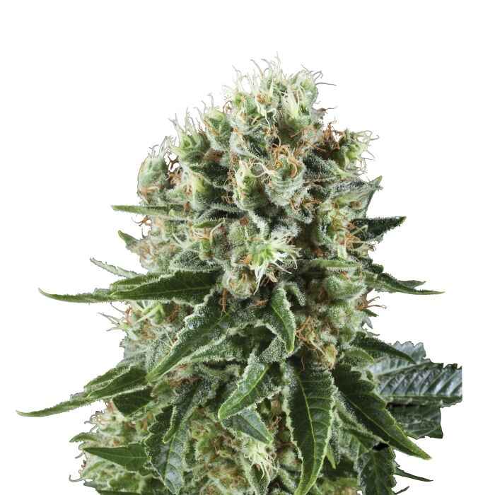 Critical Kush Plant