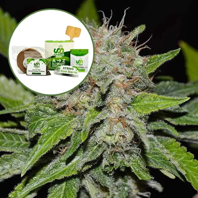 Deep Mandarine Strain Grow Kit