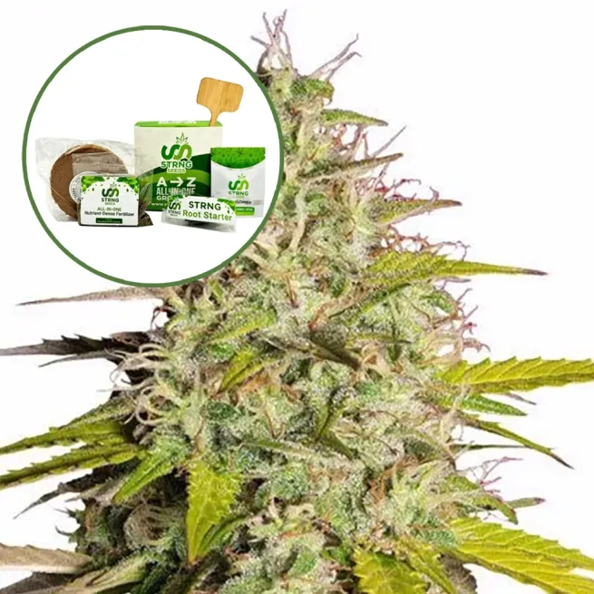 Girl Scout Cookies Strain Grow Kit