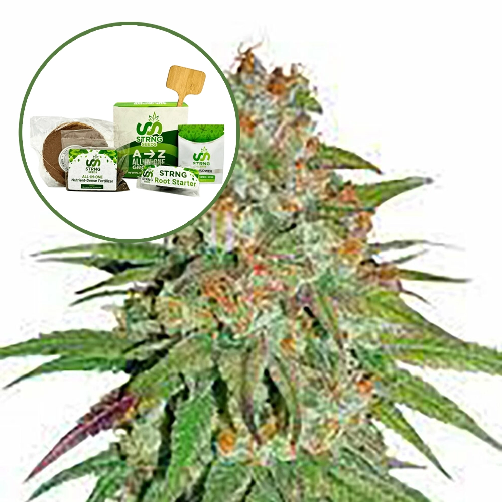 Glueberry OG Strain Grow Kit